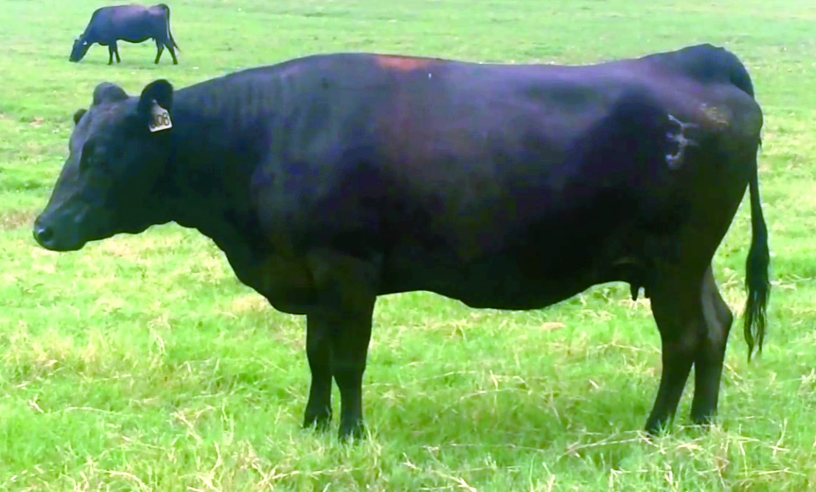 UKB JVP Chisahime 208, dam of WR Shige Tanisa Hime D33